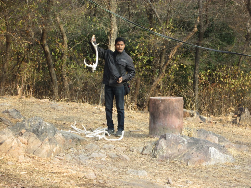 Ranthambore National Park, Rajasthan