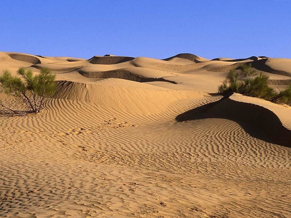 Desert-Landscaping-Pictures