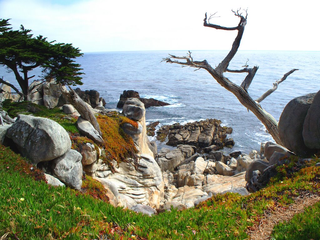 Unforgettable Backdrops on California’s 17 Mile Drive